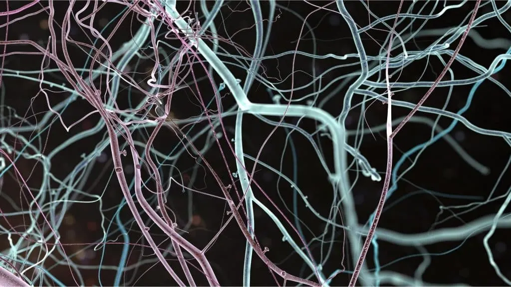 une introduction à la formation en neuroergonomie