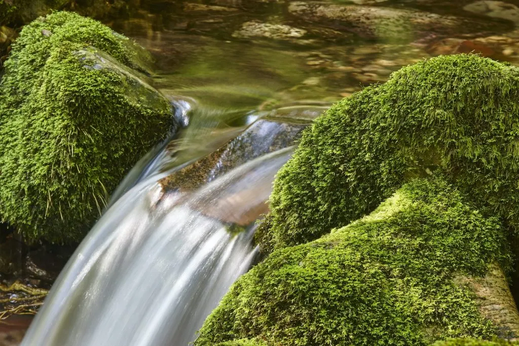 Water stream with mossy rocks in Muniellos Biosphere Reserve. Asturias