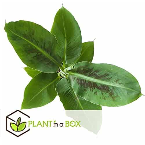 pack eco purify: quatuor de plantes purificatrices d'air en pot 12cm