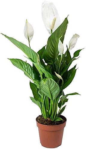 spathiphyllum fleur de lune plante purificatrice d'air en pot 9cm