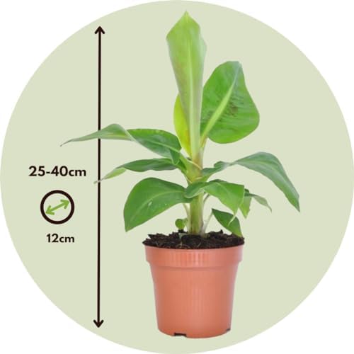 pack eco purify: quatuor de plantes purificatrices d'air en pot 12cm