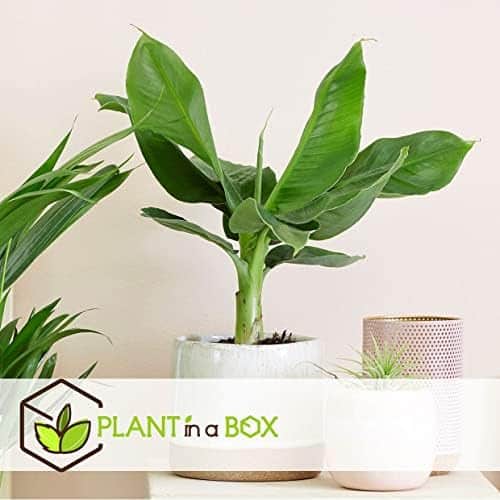 pack eco purify: quatuor de plantes purificatrices d'air en pot 12cm