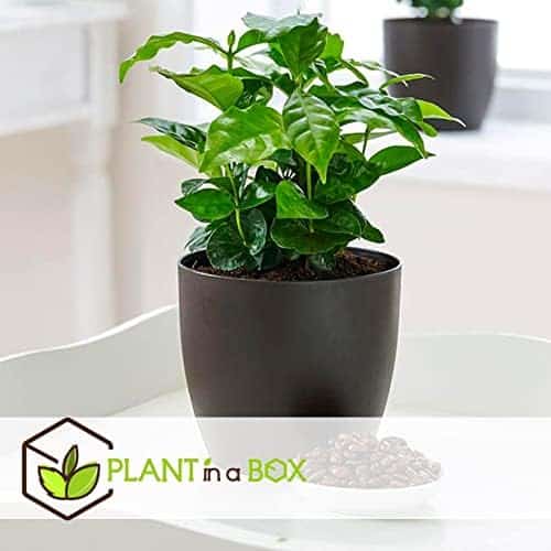 pack eco purify: quatuor de plantes purificatrices d'air en pot 12cm
