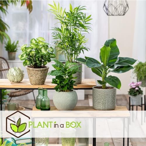 pack eco purify: quatuor de plantes purificatrices d'air en pot 12cm