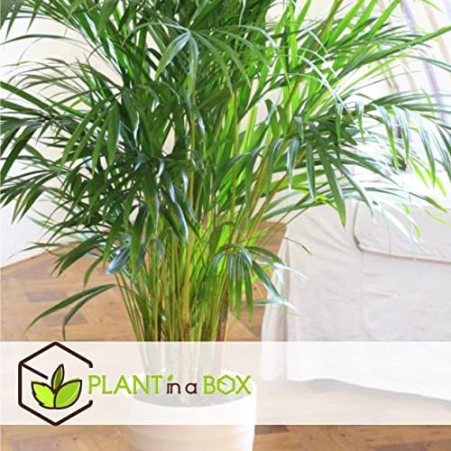 pack eco purify: quatuor de plantes purificatrices d'air en pot 12cm