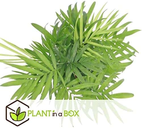 pack eco purify: quatuor de plantes purificatrices d'air en pot 12cm