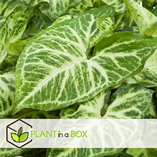 pack eco purify: quatuor de plantes purificatrices d'air en pot 12cm