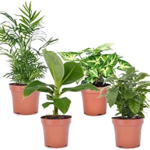 pack eco purify: quatuor de plantes purificatrices d'air en pot 12cm