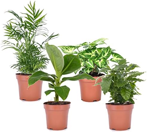 pack eco purify: quatuor de plantes purificatrices d'air en pot 12cm