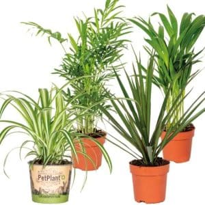 plantes purificatrices d'air 4x mélange ⌀12 cm ⌀ 25 45cm pour intérieur attrayant