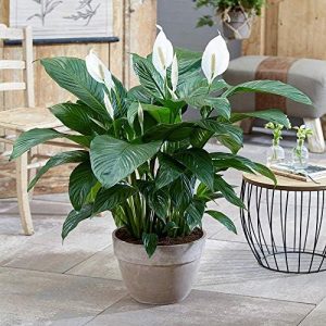 spathiphyllum fleur de lune plante purificatrice d'air en pot 9cm